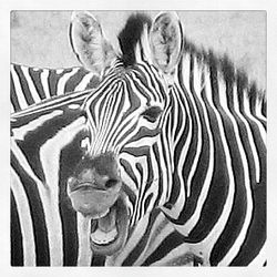 Nxai Pan - Kalahari desert