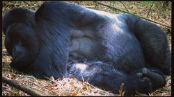 Volcanoes Forest National Park