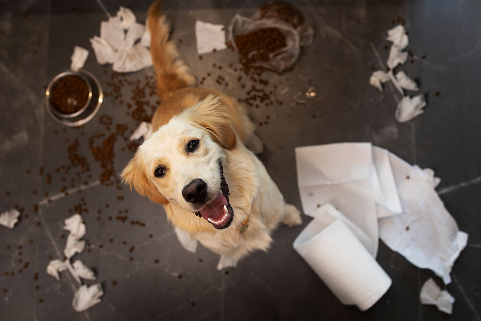 high-angle-dog-making-mess-inside.jpg
