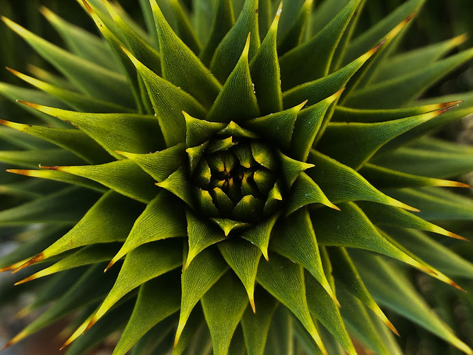 Araucaria-araucana_edited.jpg
