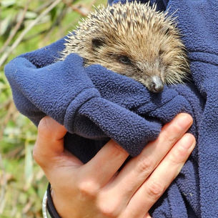 La Grande Mare and GSPCA team up for hedgehog rescue