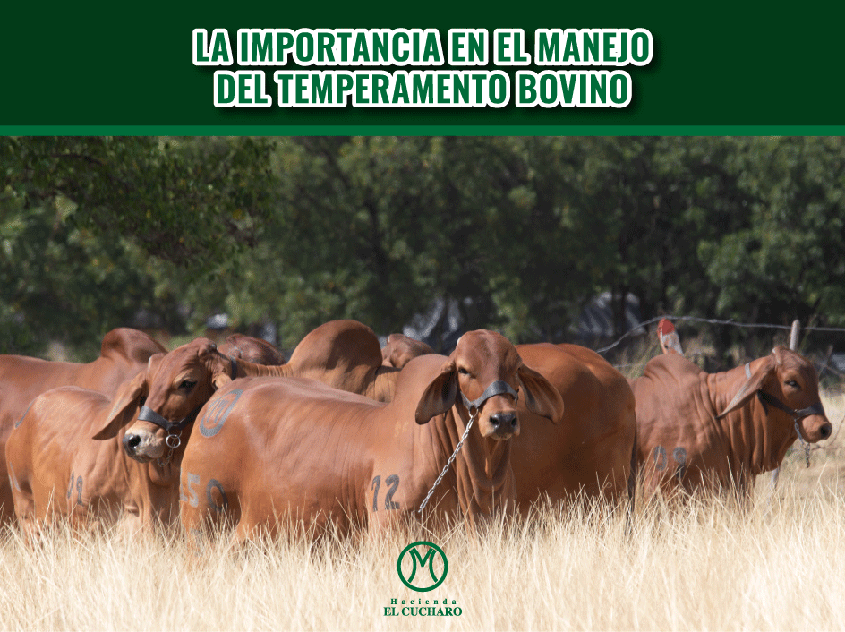 Conozca el temperamento de su ganado para no afectar la productividad del hato.