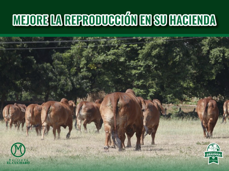 fotografía de ganado raza brahman rojo