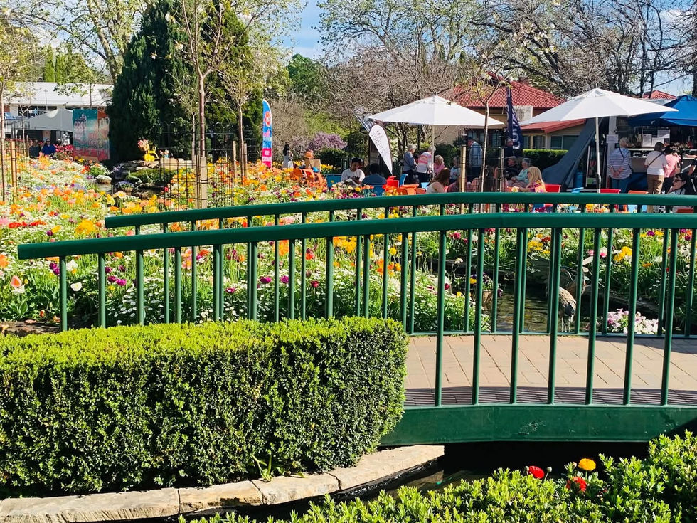 tulips 6
