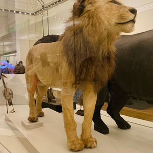 Australian Museum