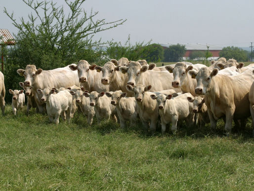 RENDIRAN PROTESTA INTEGRANTES DE CONSEJO DE DESARROLLO RURAL