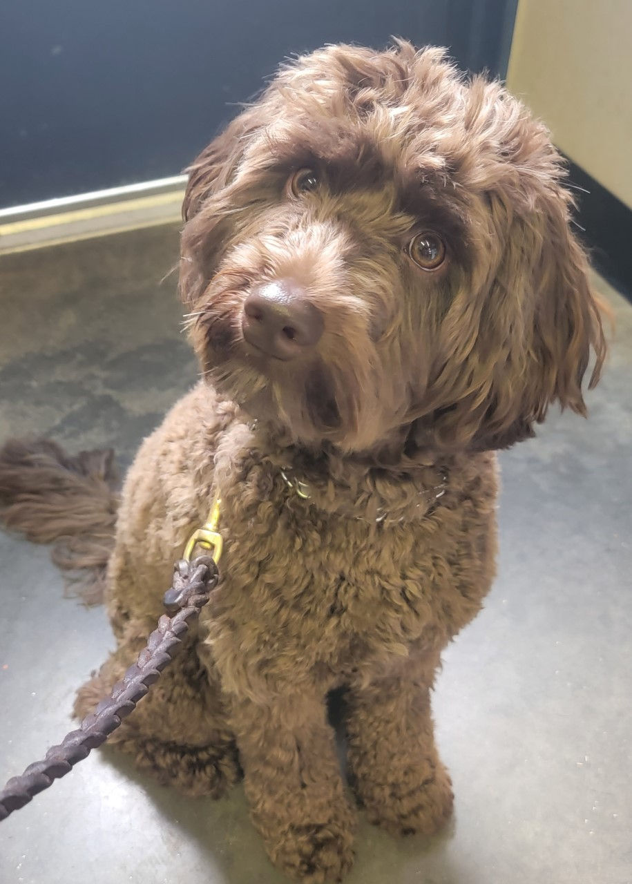 Labradoodle crossbreed