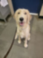 Goldendoodle