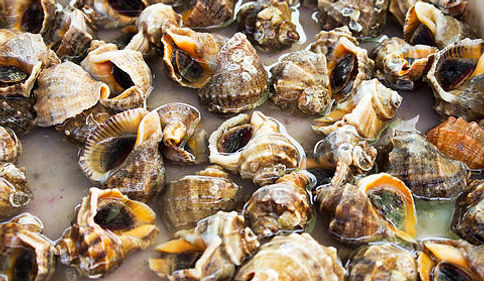 Conch shells on harbour Island Bahamas beach