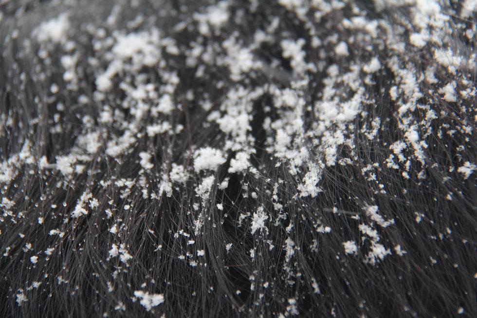 Pferd im Winter, Thermoregulation und Deckenauswahl