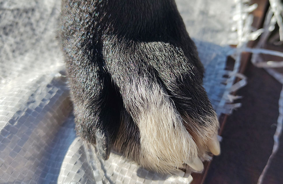 zu lange Krallen Biomechanik