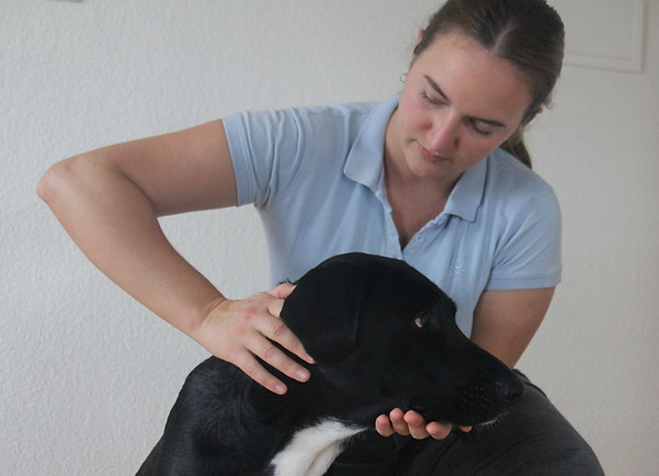 Chiropraktik Hund