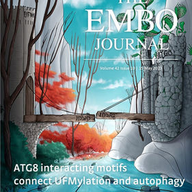 Picchianti et al. "Shuffled ATG8 interacting motifs form an ancestral bridge between UFMylation and autophagy" (2023) The EMBO Journal