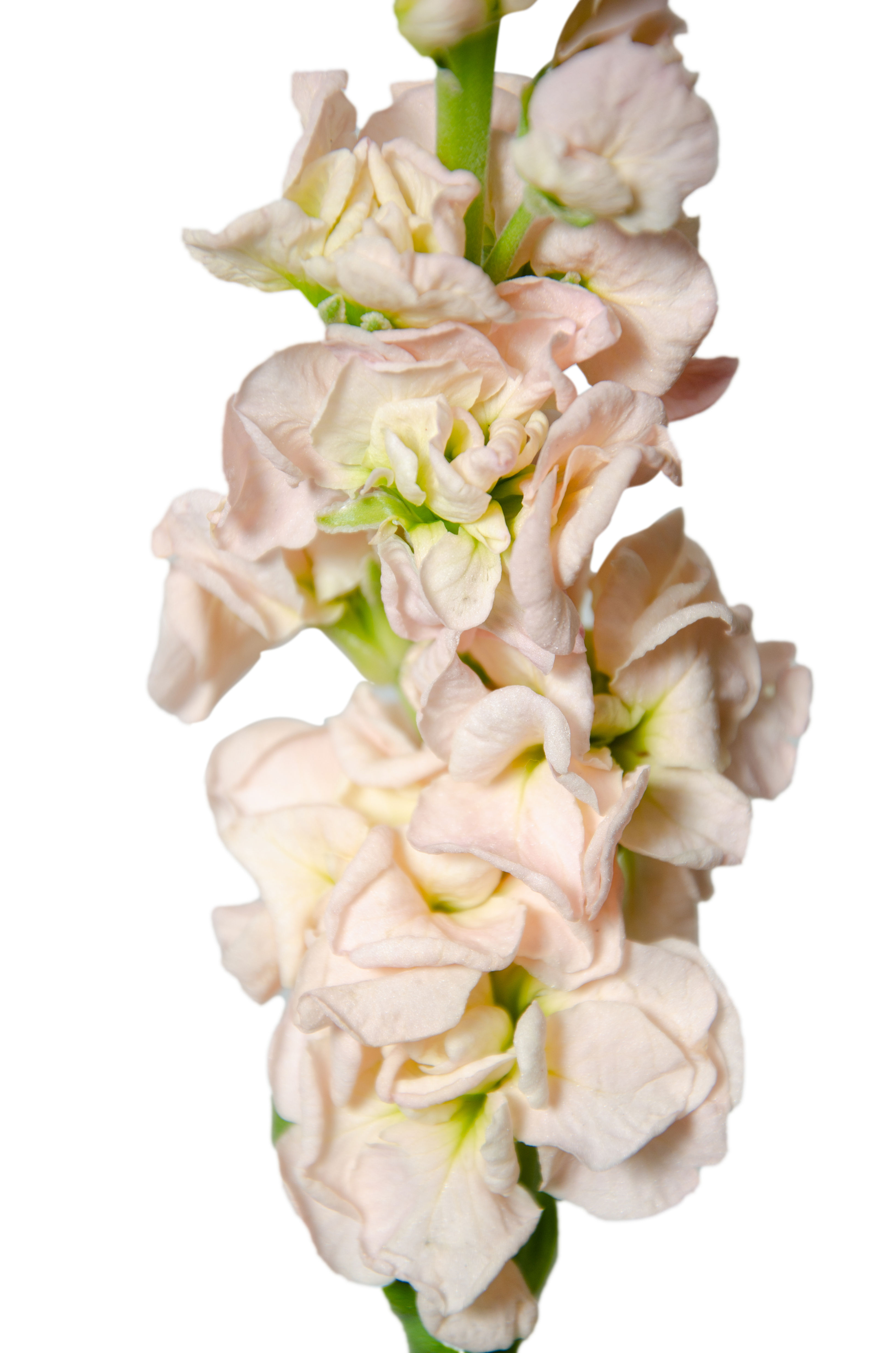 Alhelí rosa o alelí rosa