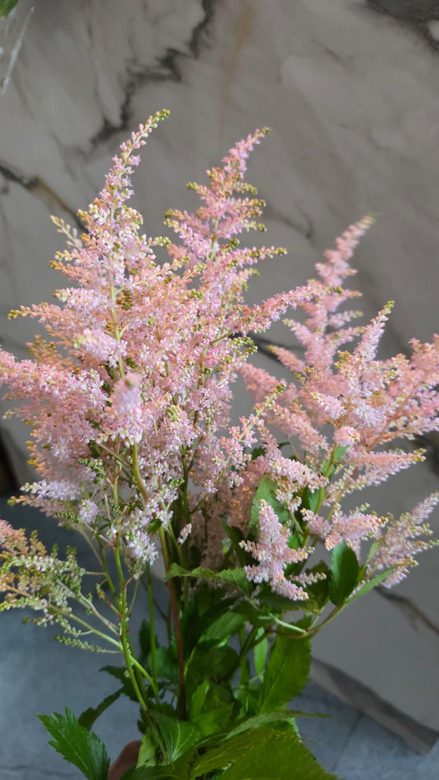Espidia o astilbe
