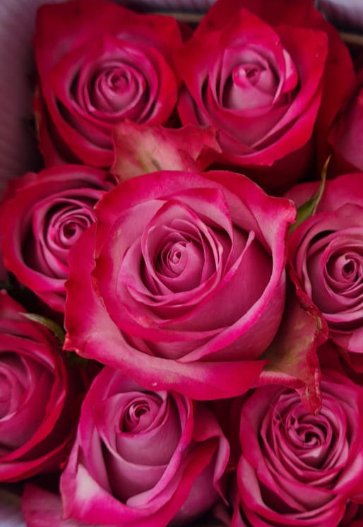 Rosa rosada deep purple