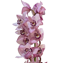 Cymbidium Kensi