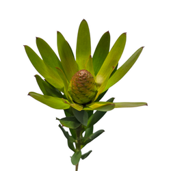 Proteas