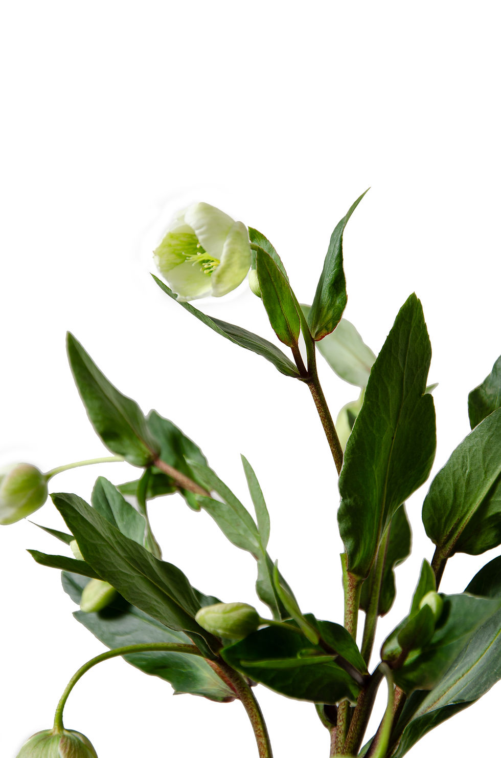 Helliborus blanca o Gerborium