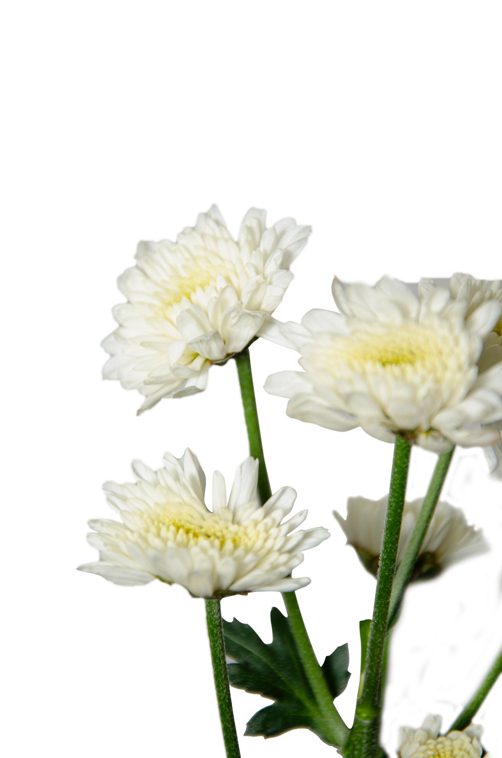 Crisantemo spray blanco