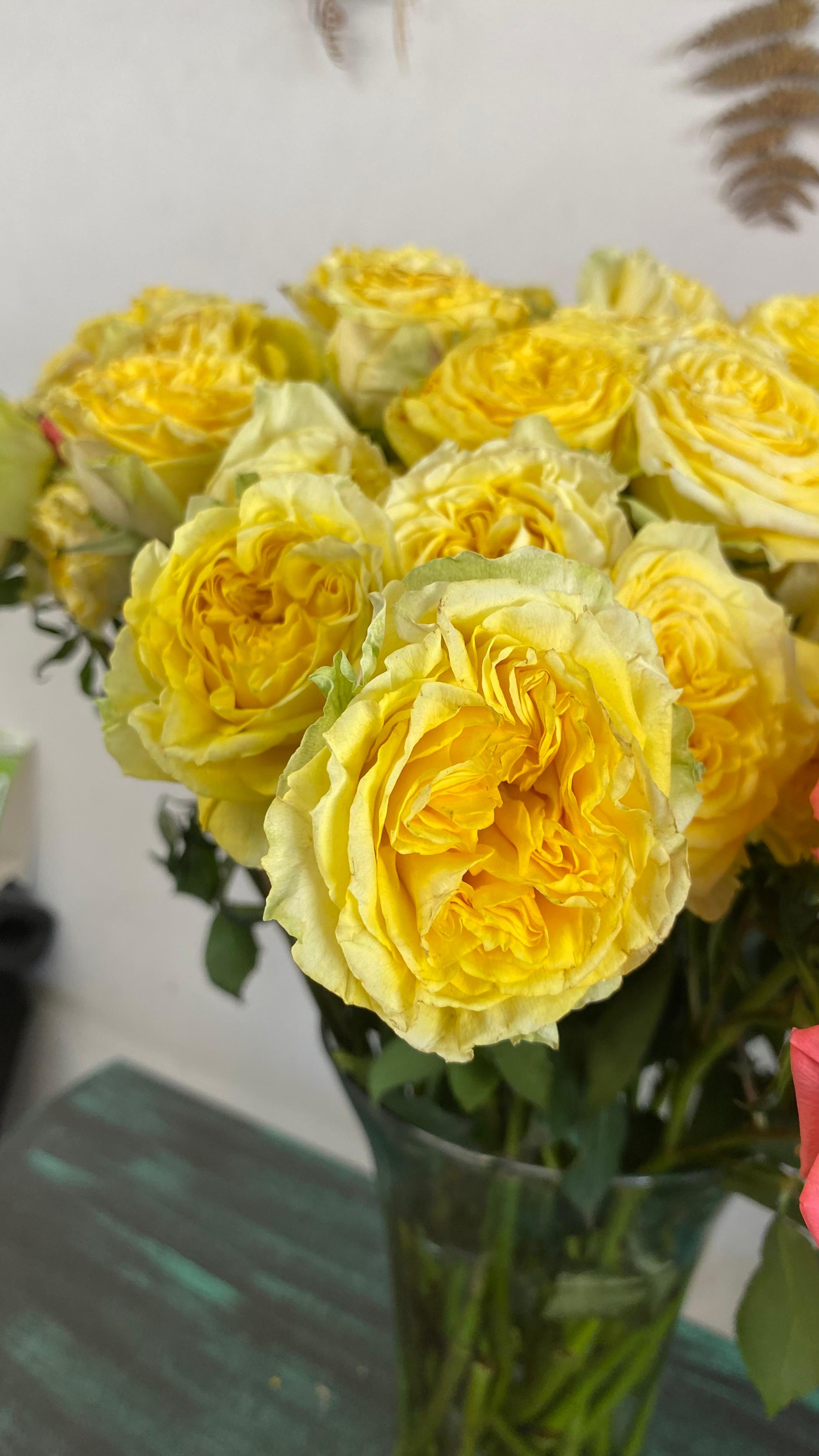 Mini rosa de Jardín