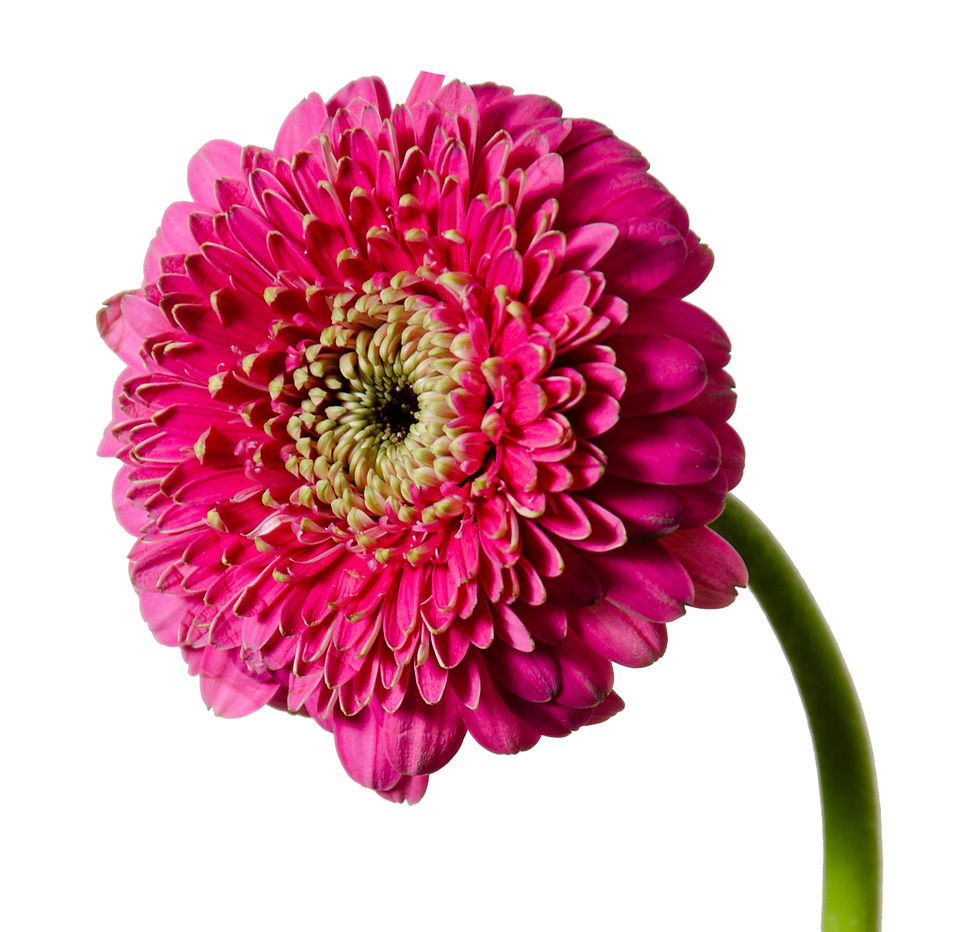 Gerbera rosada o Gerbera ateneo