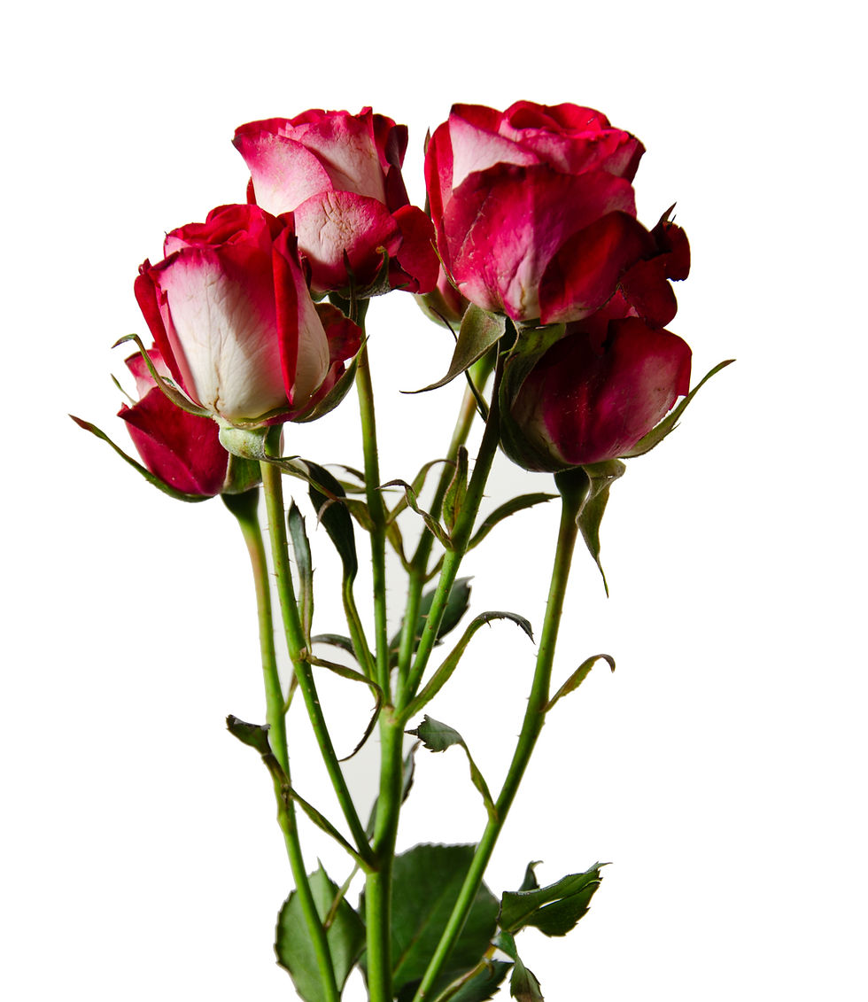 Mini rosa roja bicolor