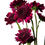 Miniatura: Crisantemo spray button vinotinto