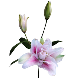 Lilies