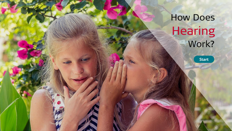 How Does Hearing Work?