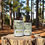 Miniatura: White Pine Needle Tincture - Rich in Vitamin C