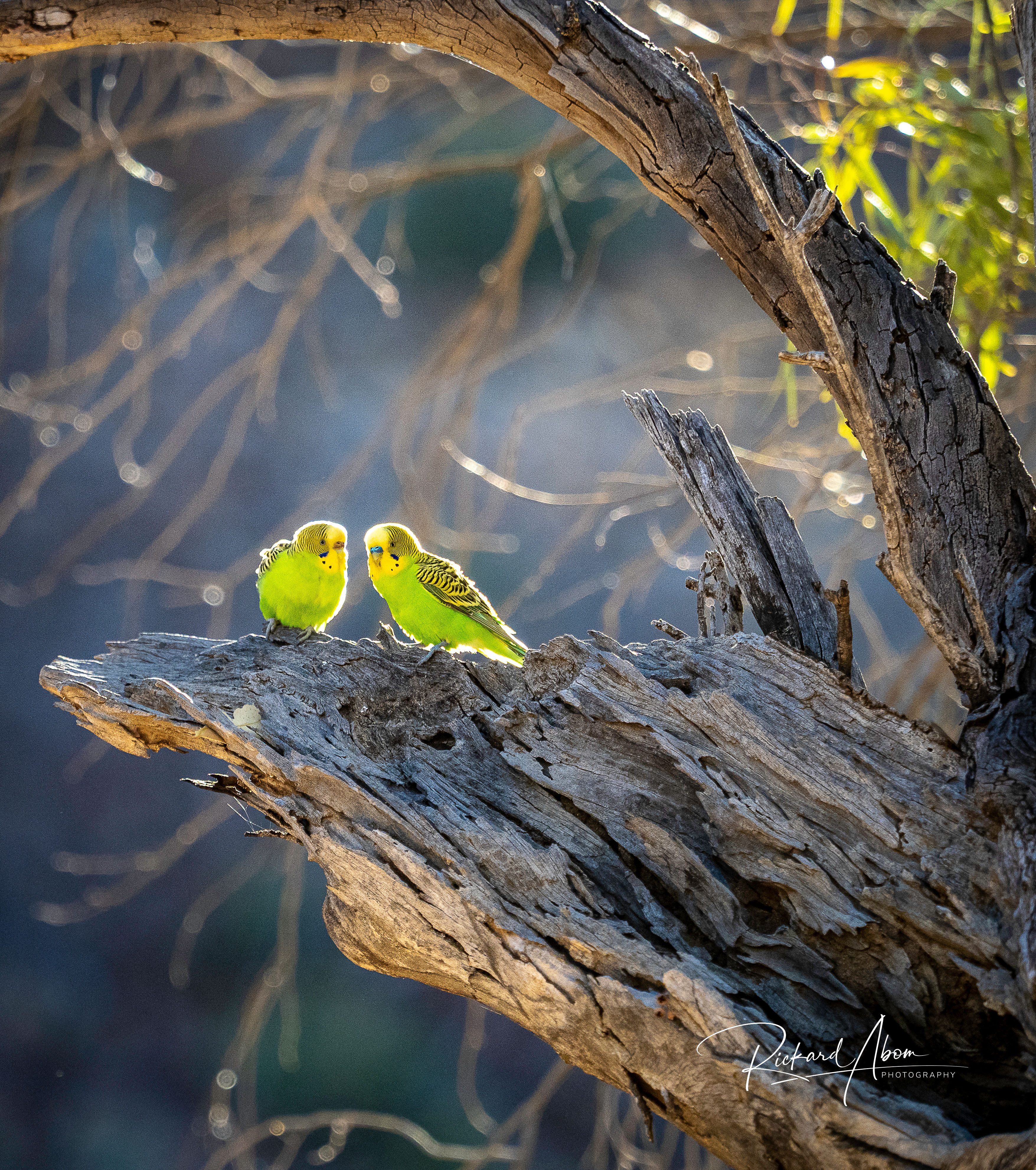 Budgerigar in the sun