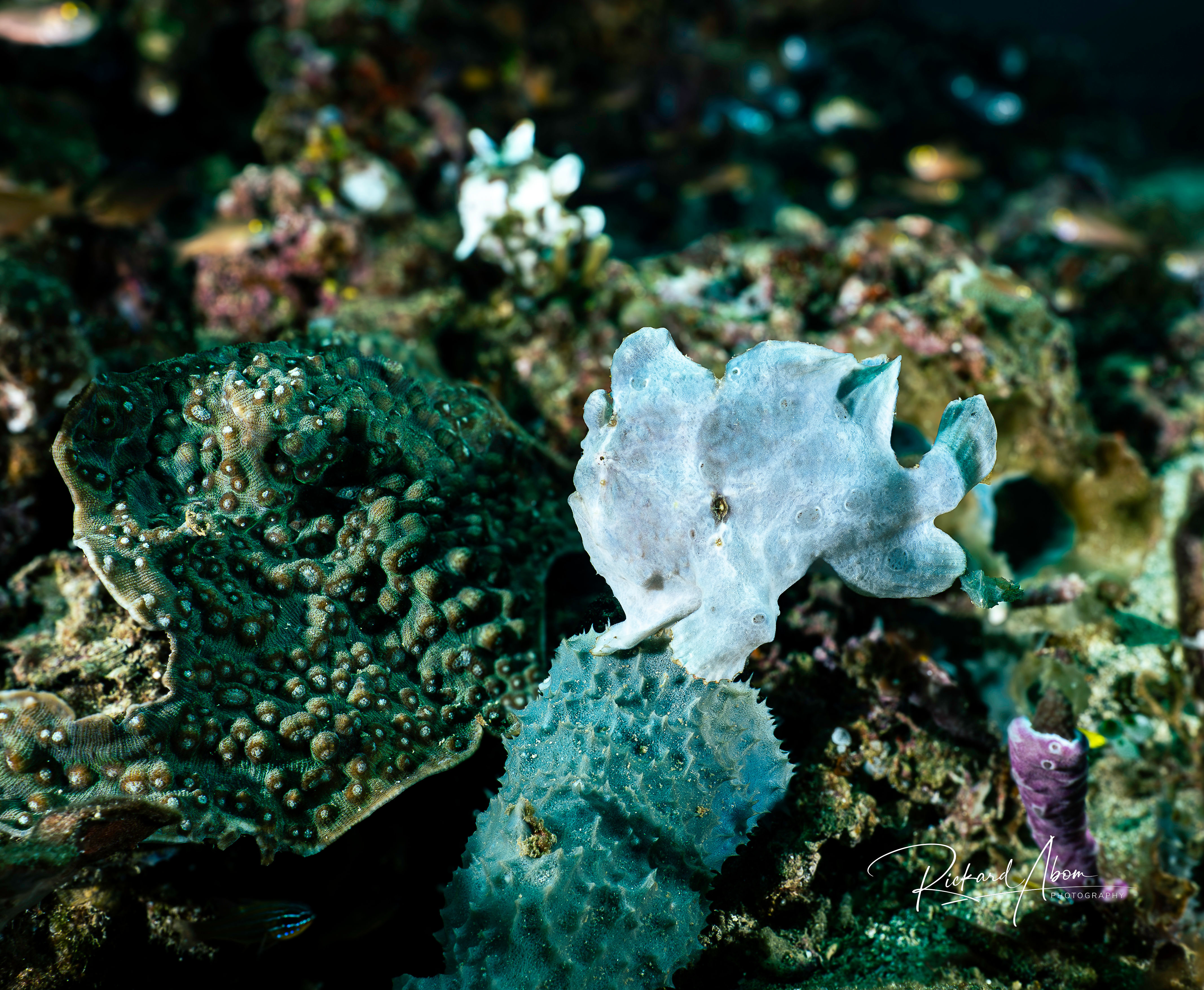Blue frogfish
