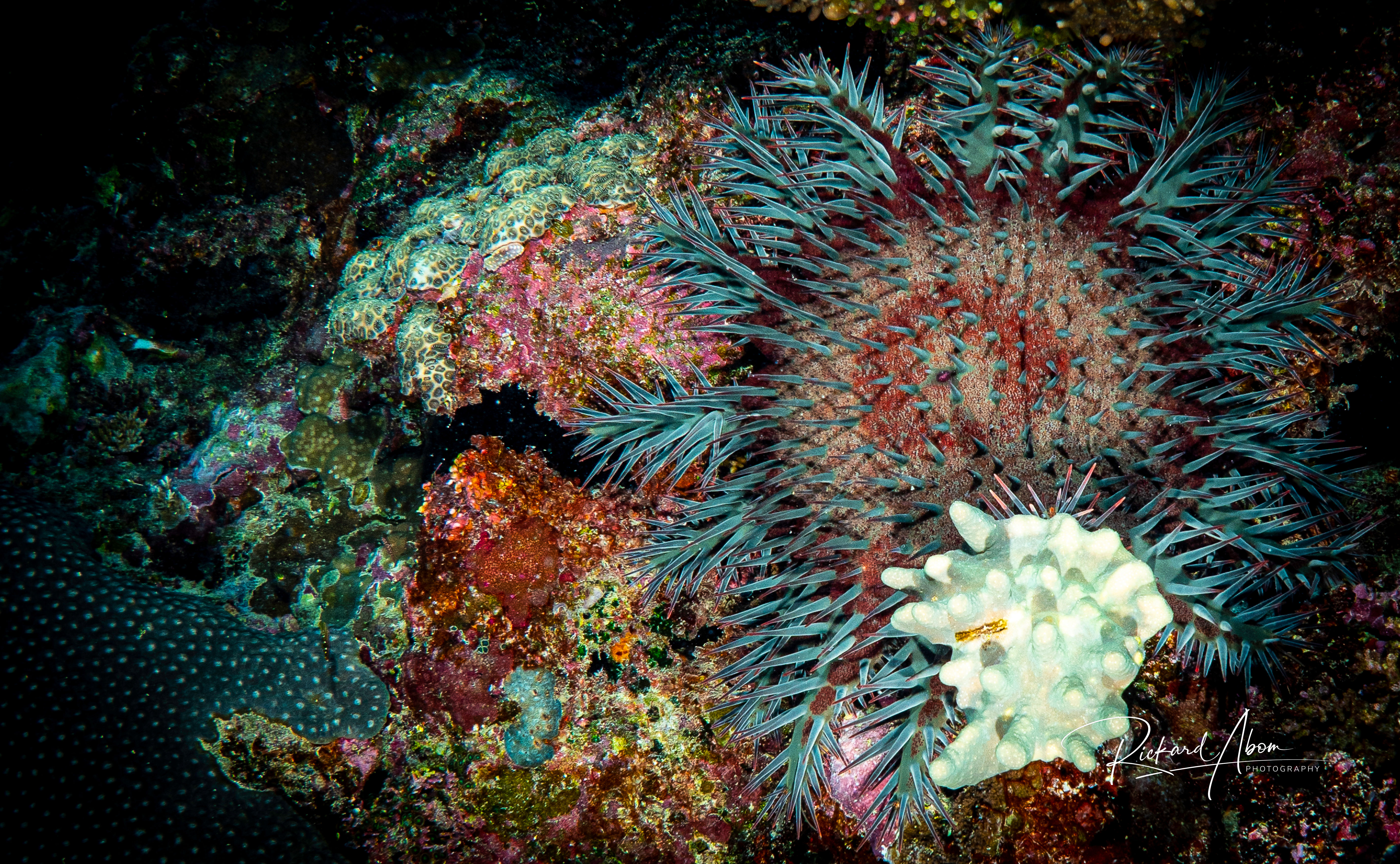 Crown-of-thorns starfish GBR