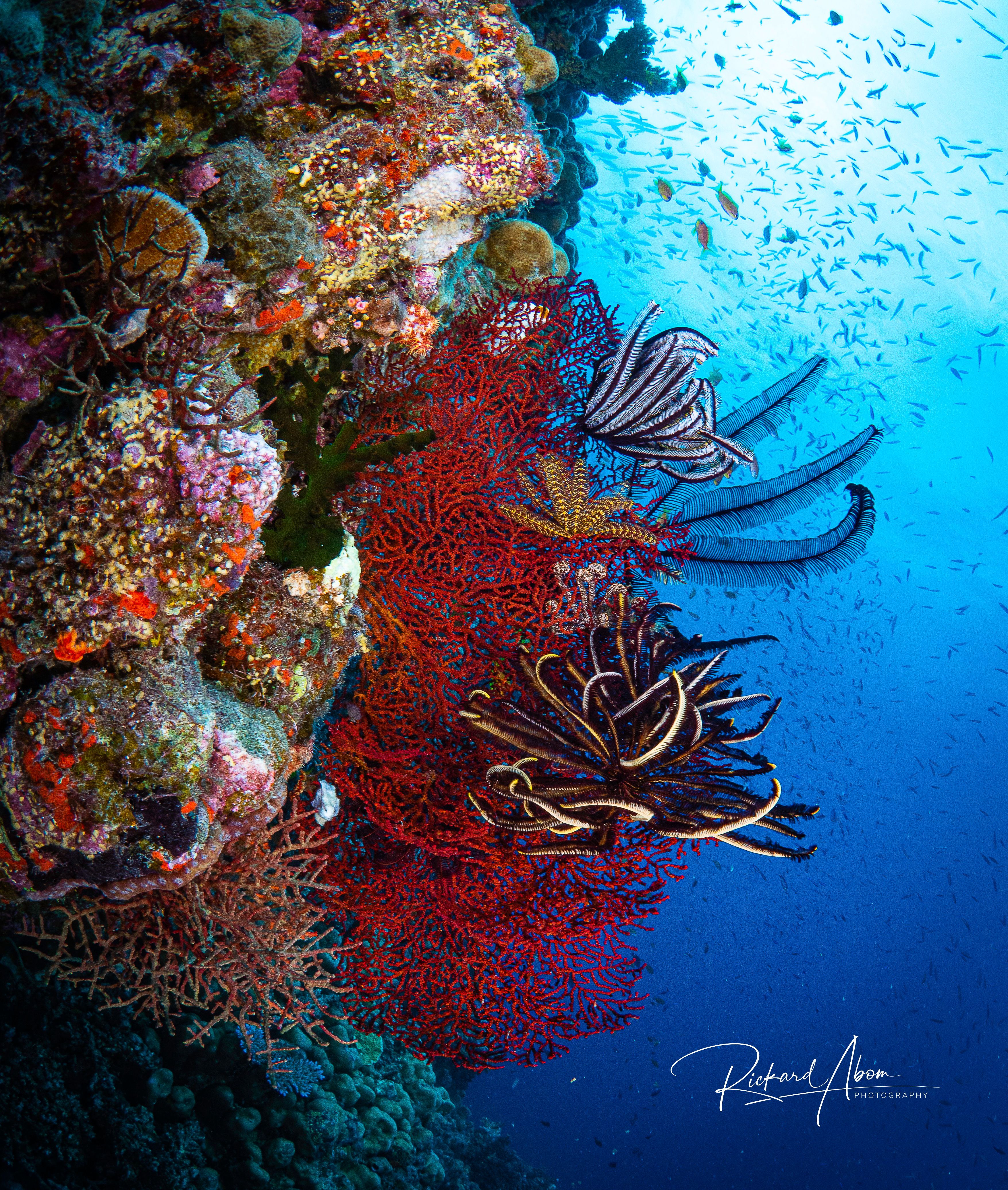Gorgonian coral and feather stars