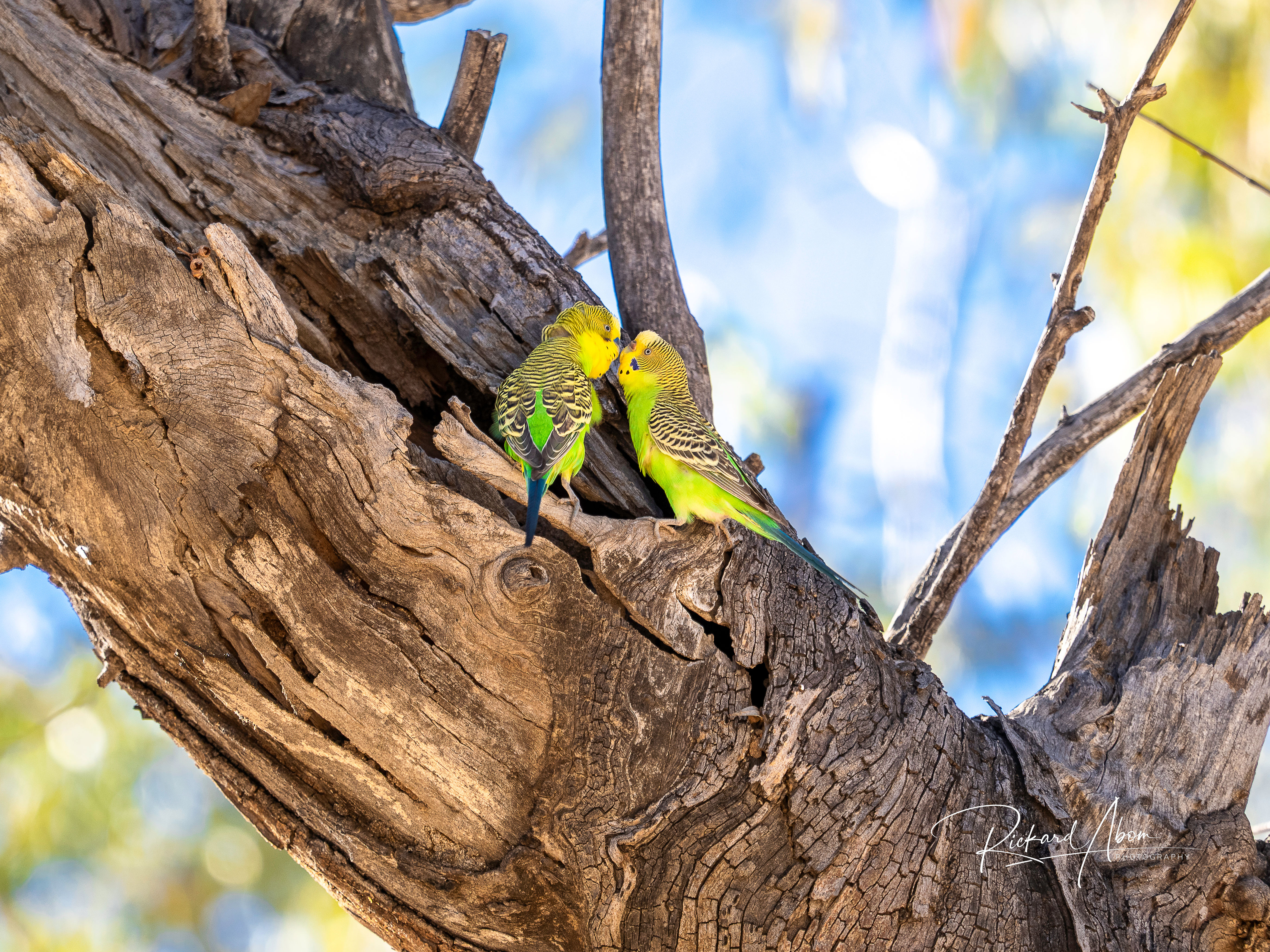 Budgerigar courting
