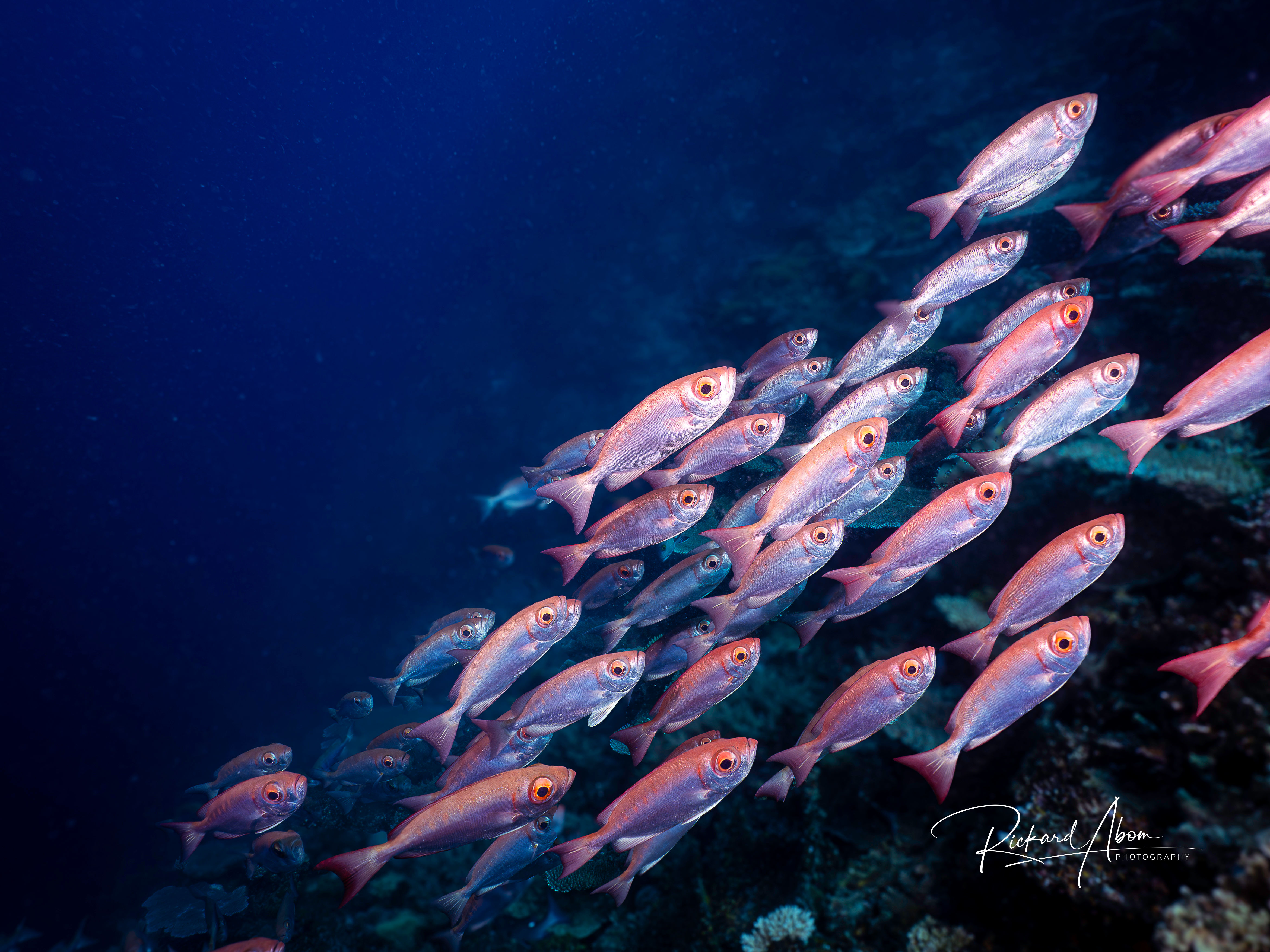Cresent-tail bigeye