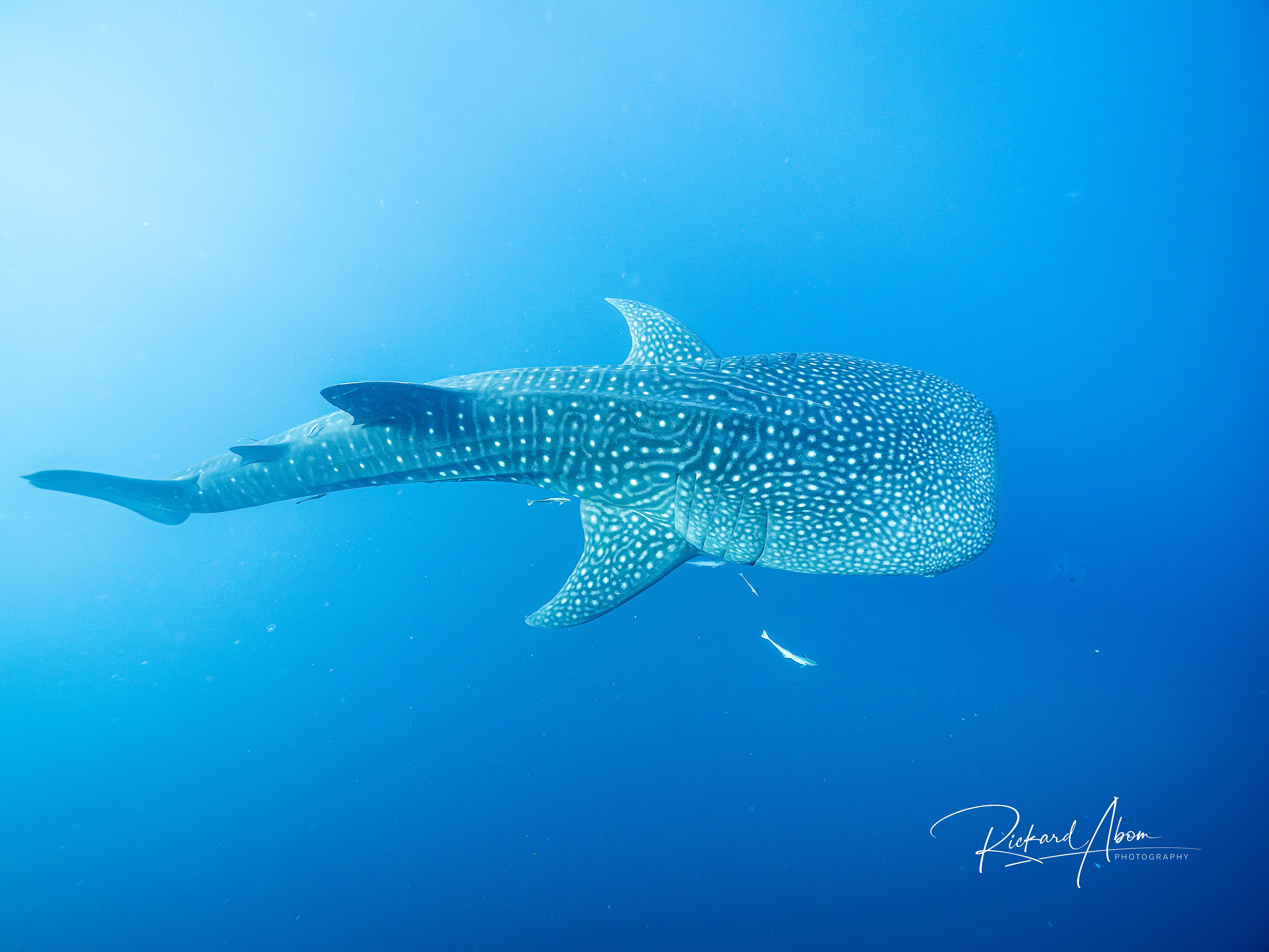 Whale shark 2