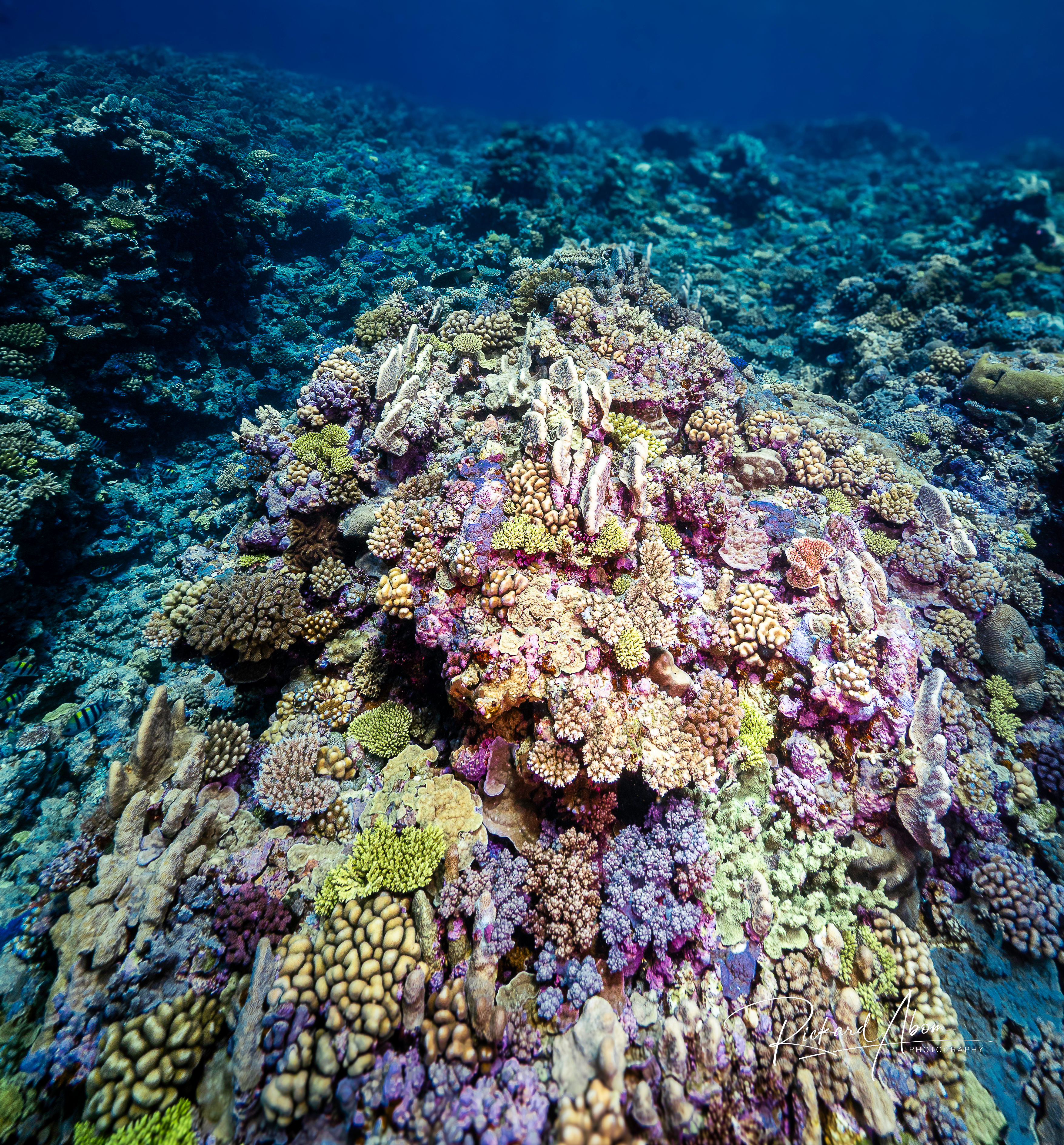 Raine Island coral diversity