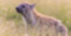 A spotted hyena sniffs the air, possibly noticing something intriguing that’s pulling it closer.