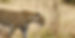A leopard makes its way across an open grassy space, after just jumping down from a tree.
