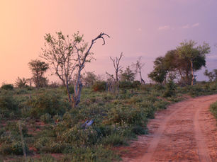 First game drive