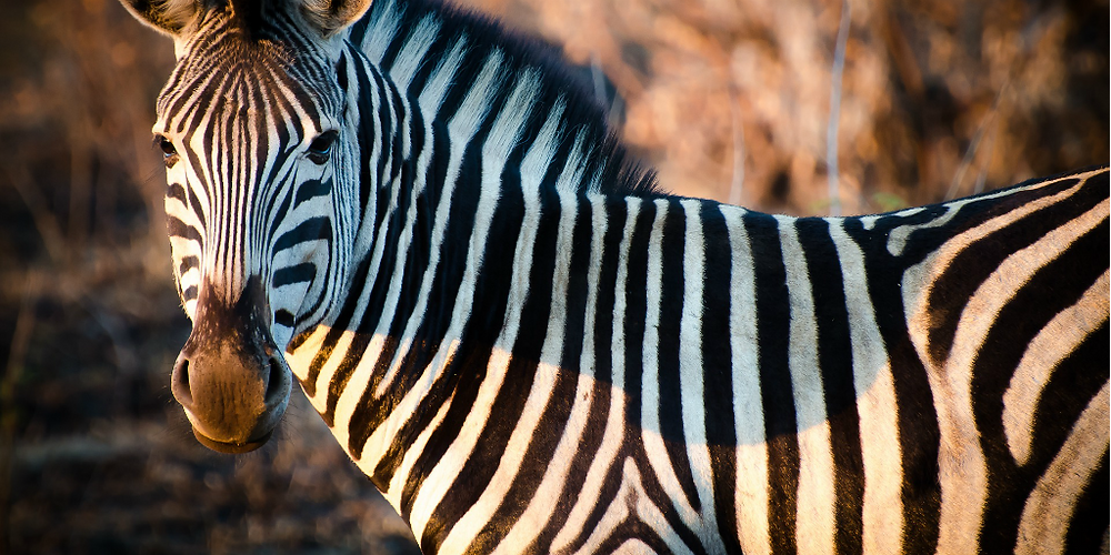 How did the zebra get its stripes? And other zebra facts and folklore
