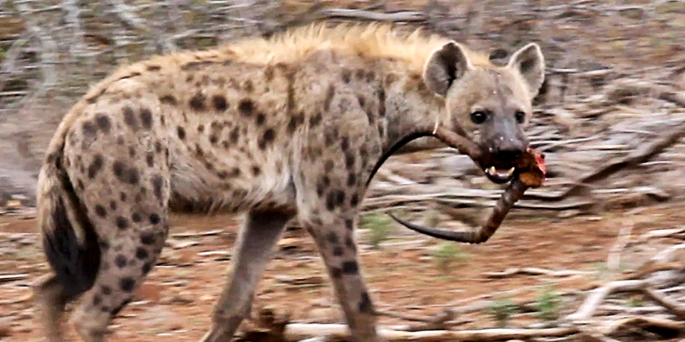 Spotted hyena scavenging