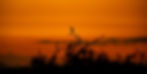 as the light fades from view, a stork sits in a dead tree with a glowing orange sky behind it.