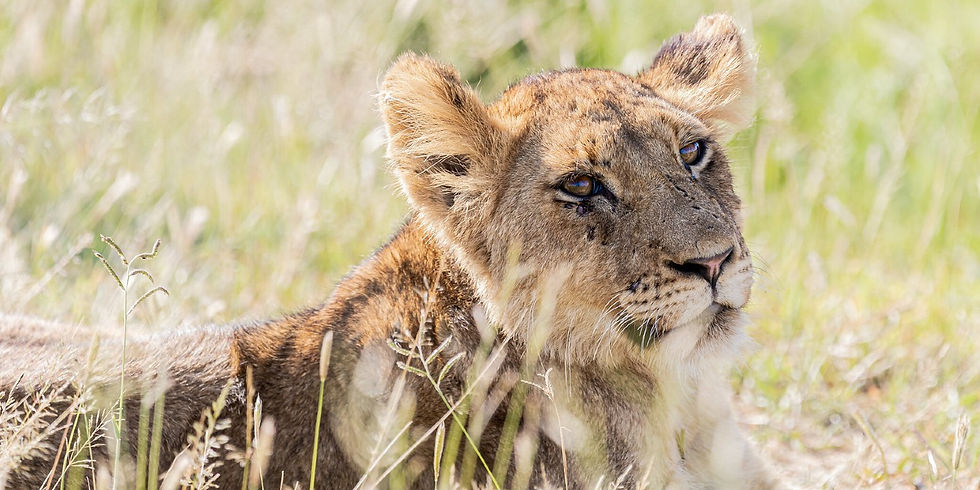 A lion cub resting in the grass and looking towards the camera.
