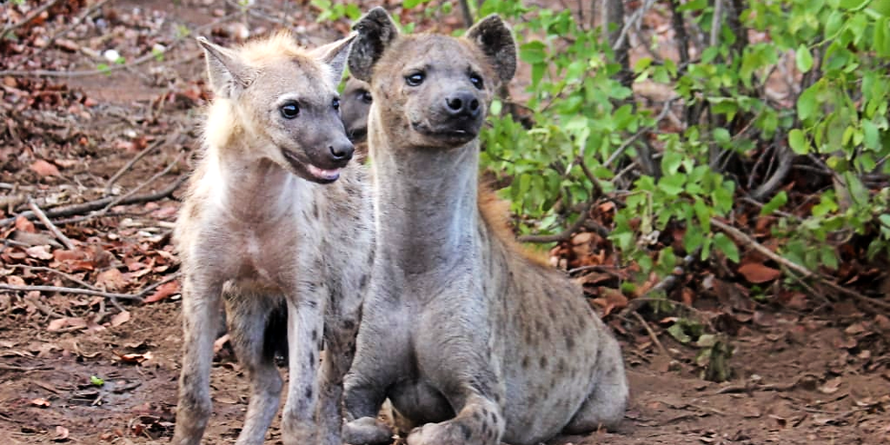 Spotted hyena and her cub