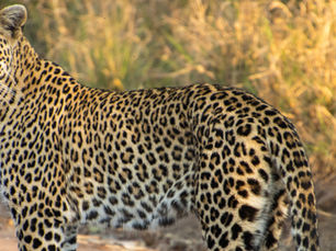 Elusive species of the Lowveld Part 2: Secretive cats
