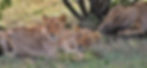 A pride of lions laying lazily in the grass.