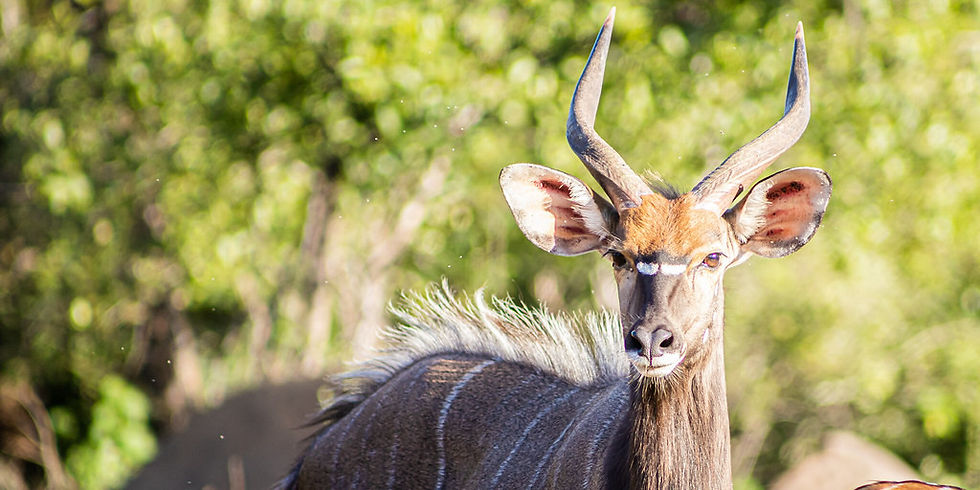 An nyala ram looks at the camera